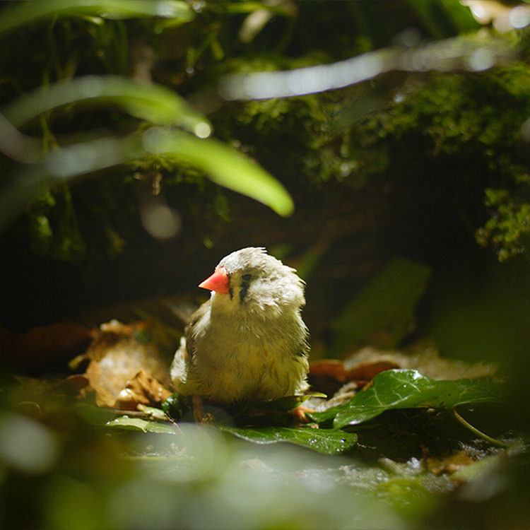 Nature Attack