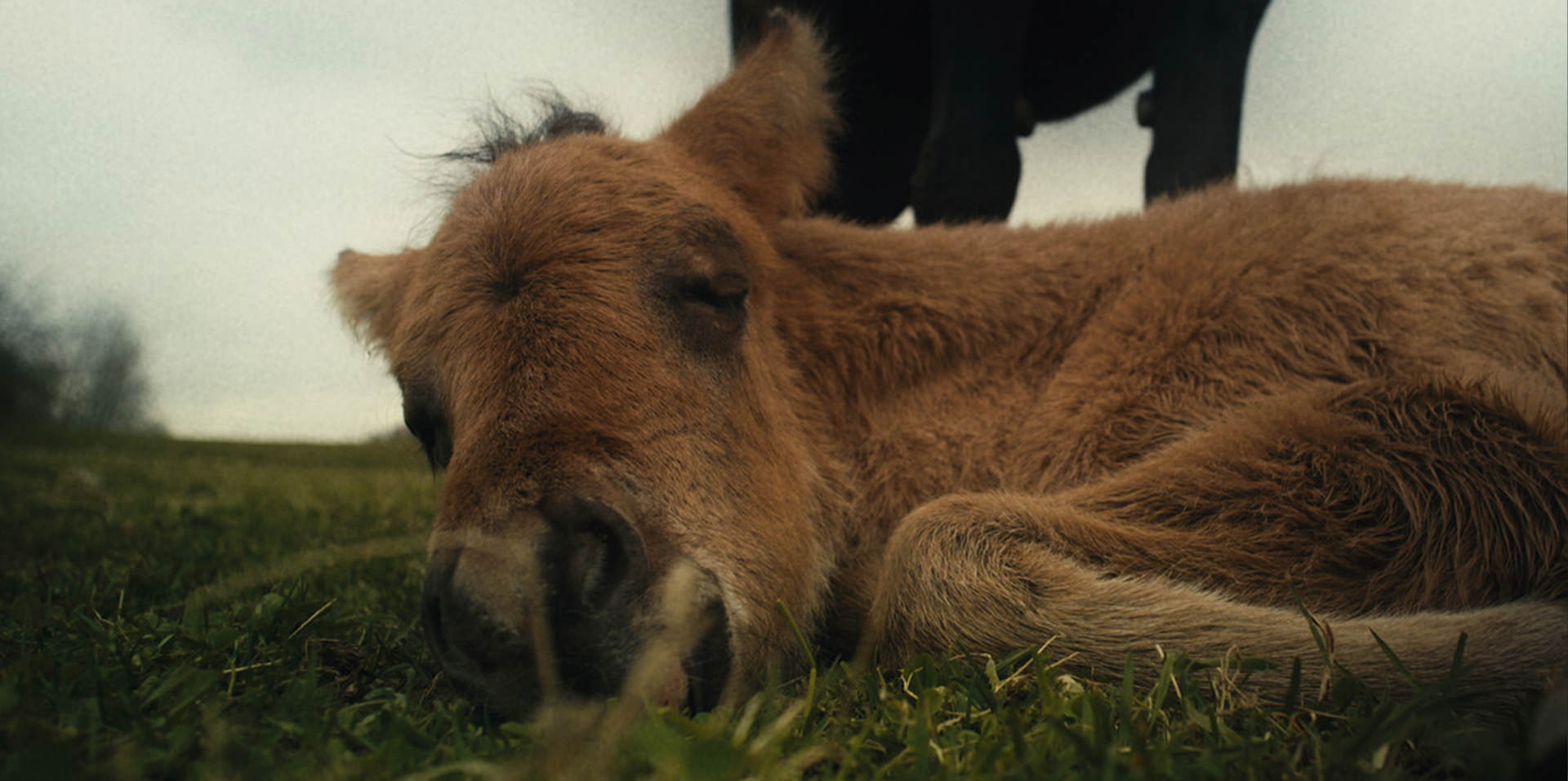 CHMYZ 2 festival film europeen leurope autour de leurope website thema movies chmyz 2026 photos 001